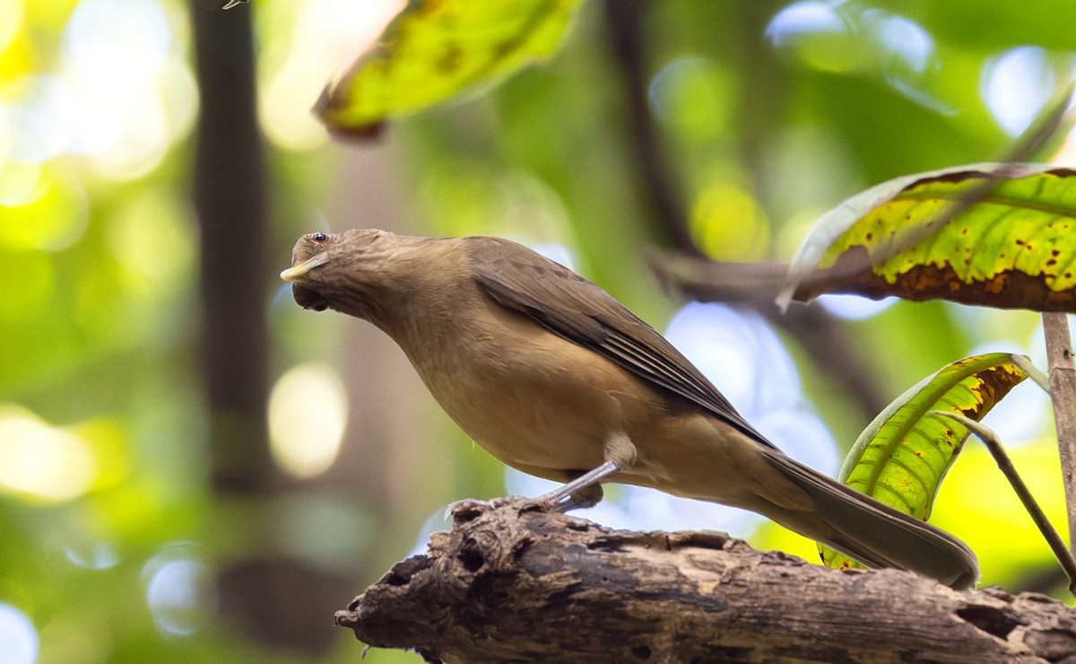 Clay-colored Thrush - ML645617808