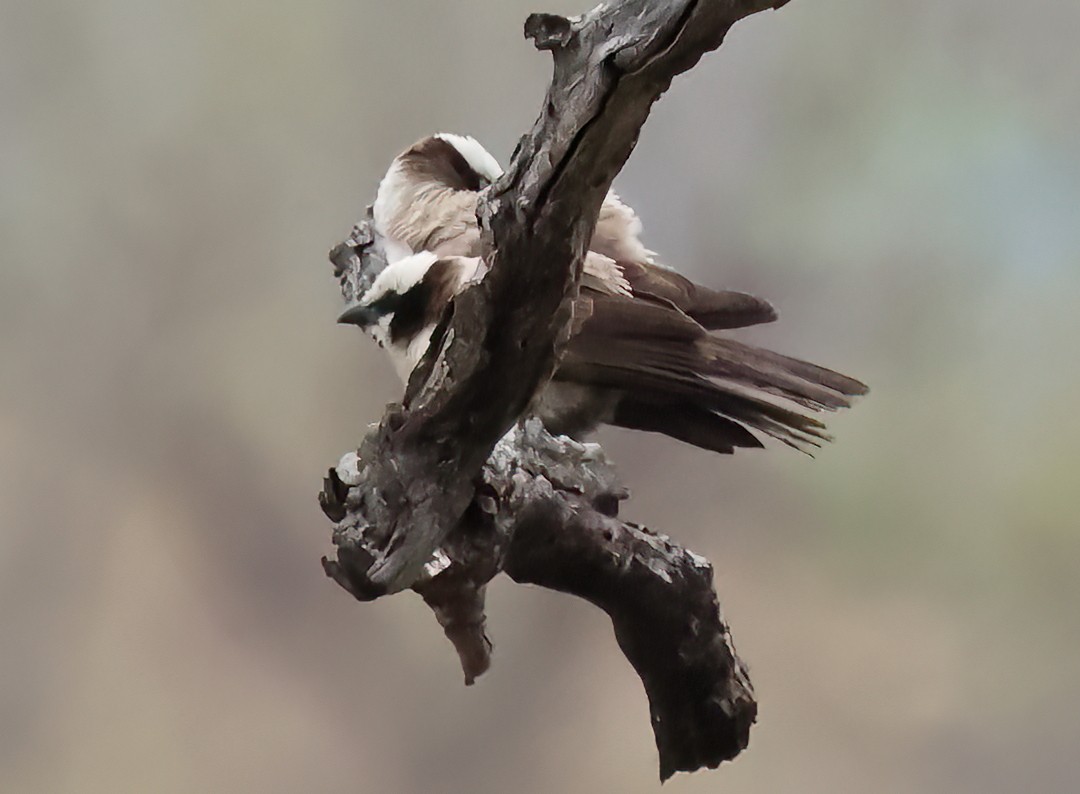 Ak Taçlı Örümcekkuşu - ML645617824