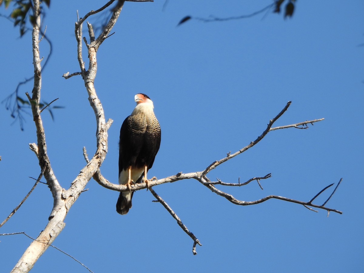 Caracara Carancho (norteño) - ML645617827