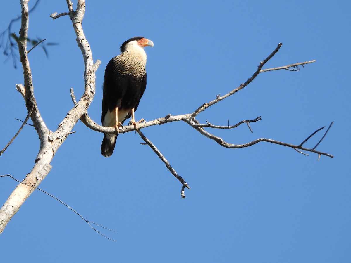 Caracara Carancho (norteño) - ML645617828