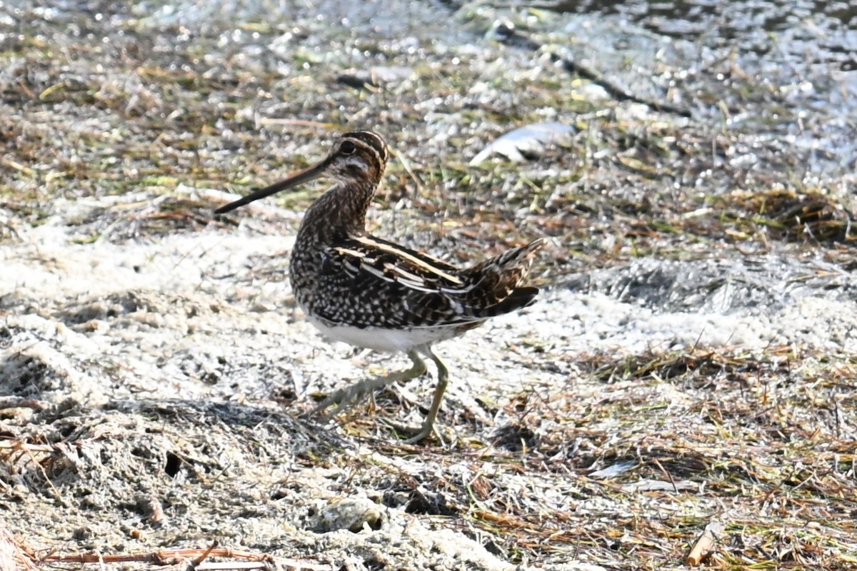 Wilson's Snipe - ML645617829