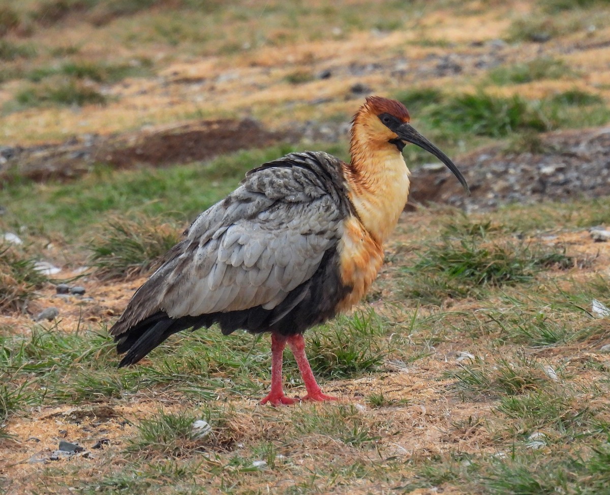 Bandurria Austral - ML645617830