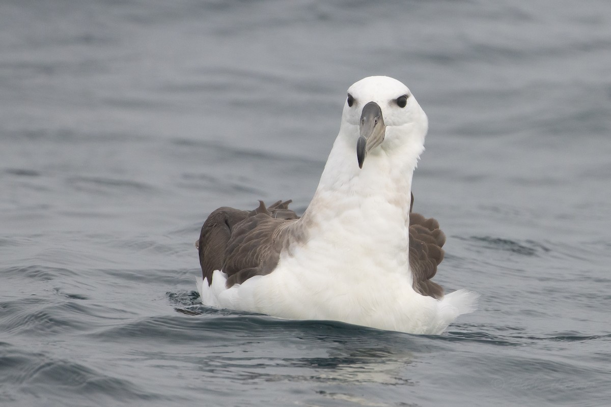 Schwarzbrauenalbatros - ML645617850