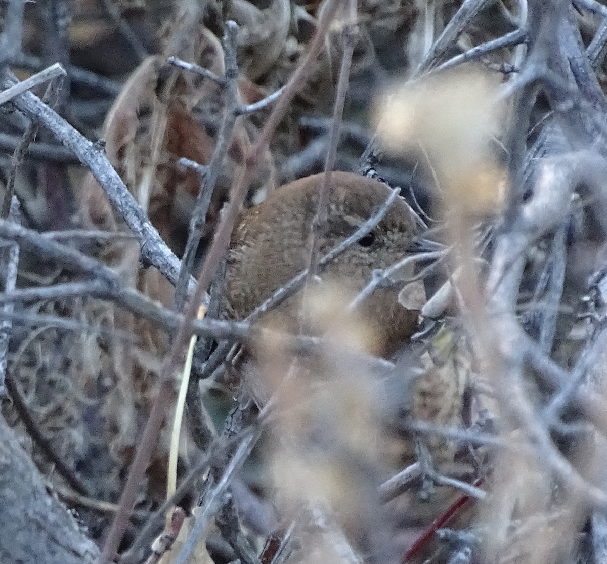 Winter Wren - ML645617853