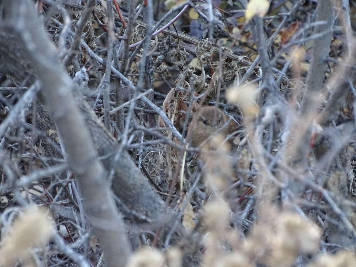 Winter Wren - ML645617855