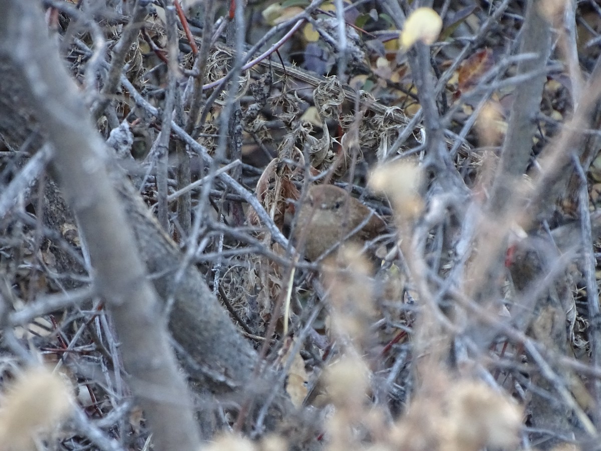 Winter Wren - ML645617856