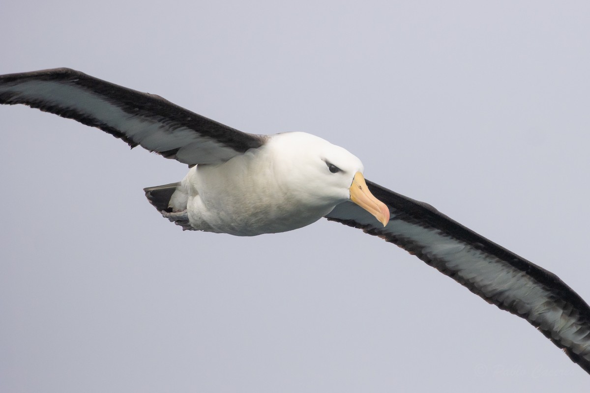 Schwarzbrauenalbatros - ML645617870