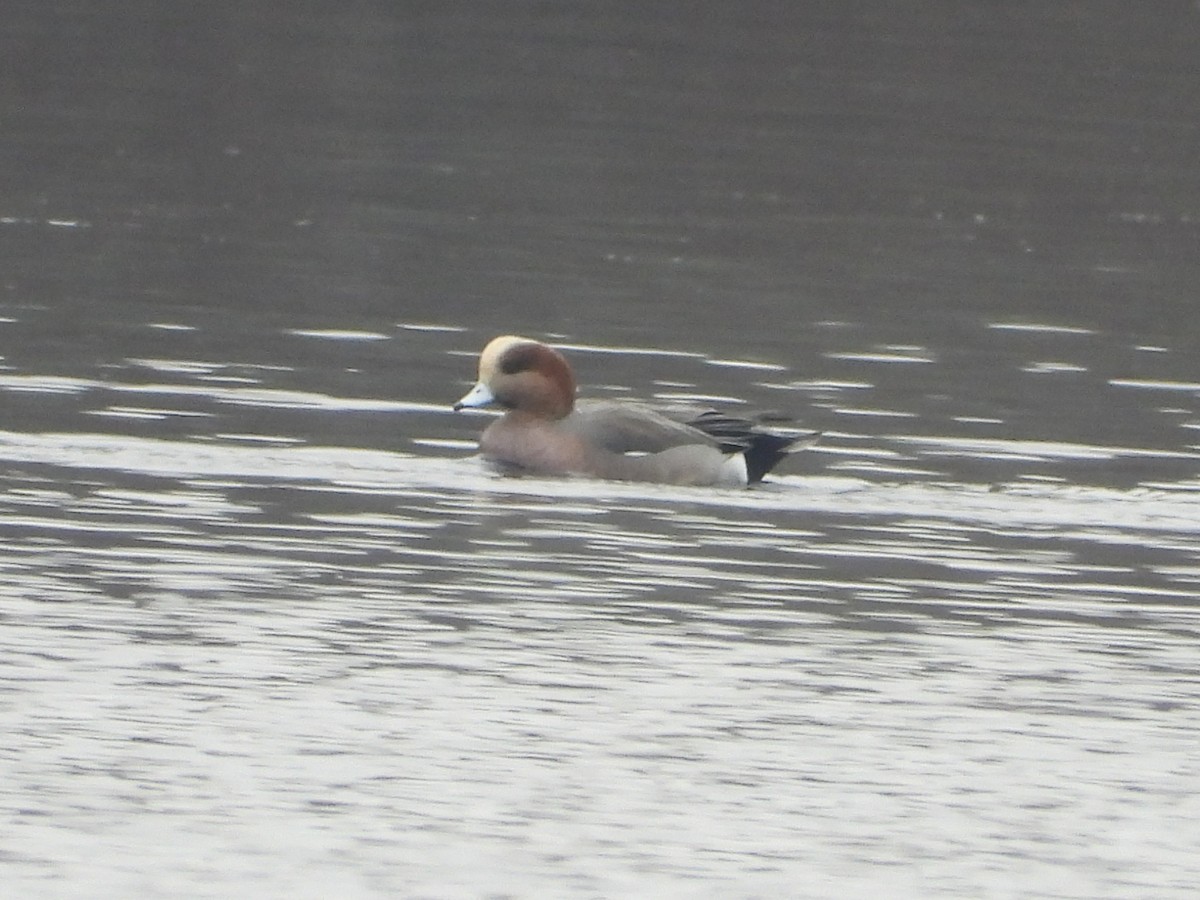 Eurasian x American Wigeon (hybrid) - ML645617881