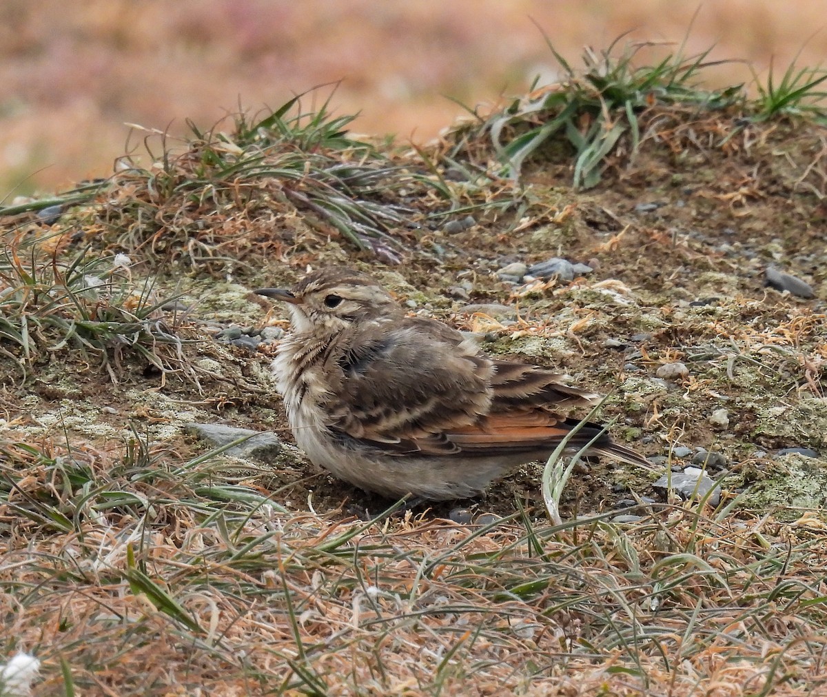 Géositte mineuse - ML645617882