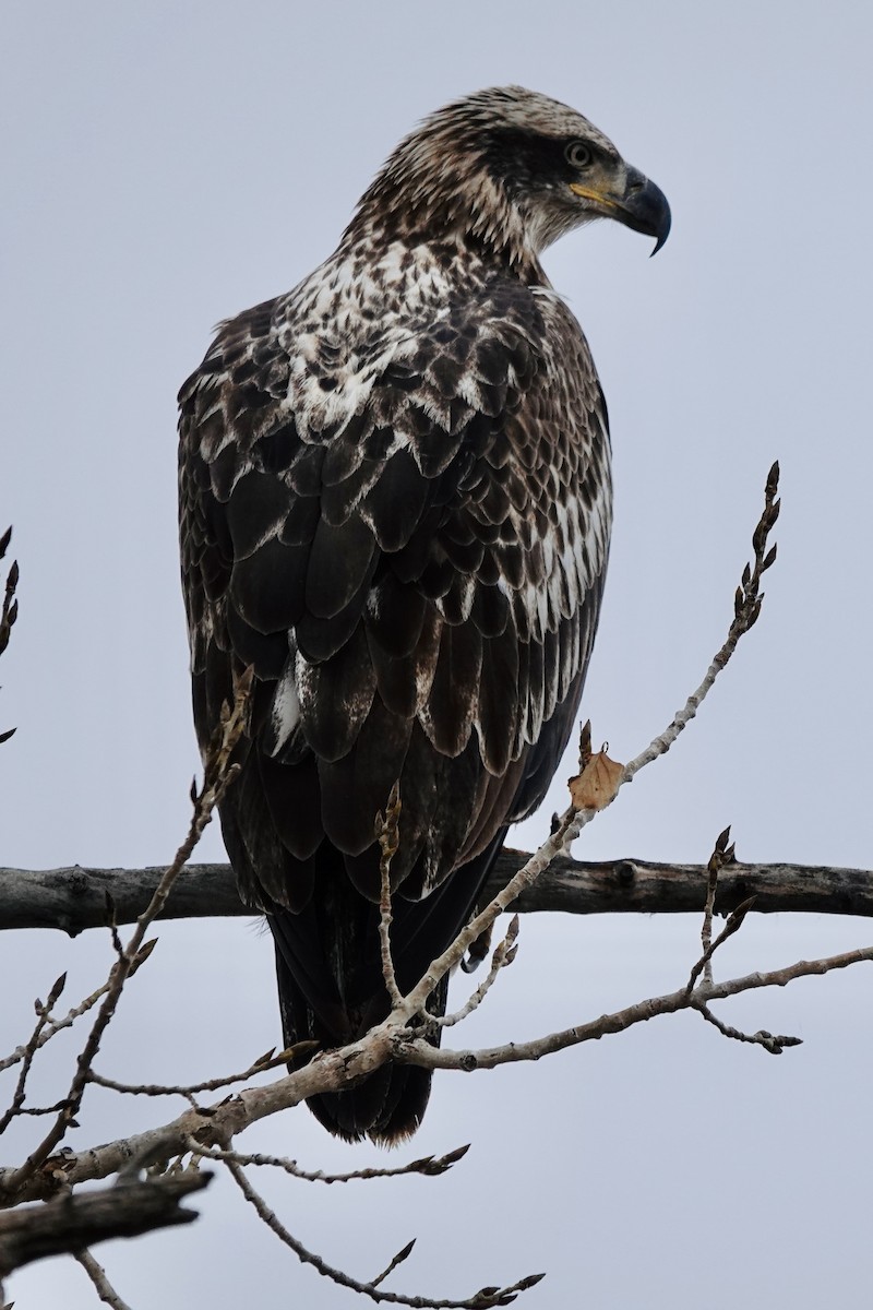 Bald Eagle - ML645617891