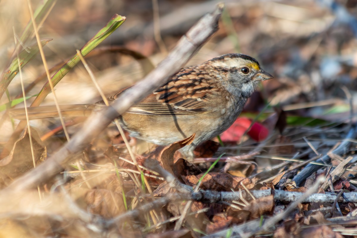 Bruant à gorge blanche - ML645617892
