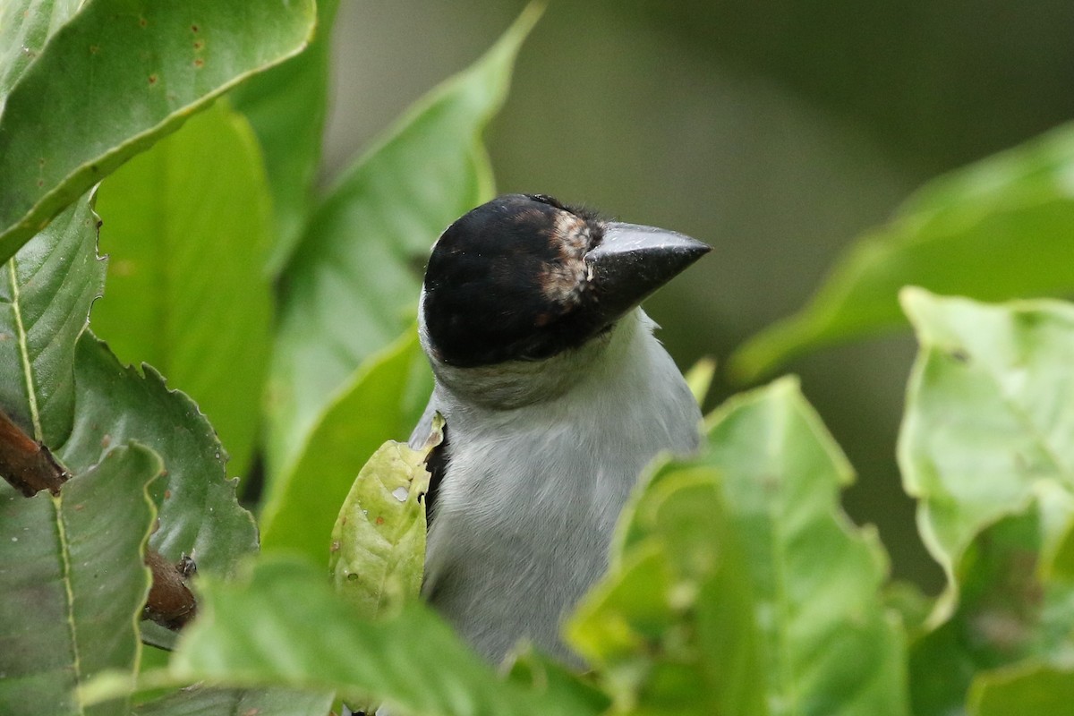 Tityre à tête noire - ML645617893