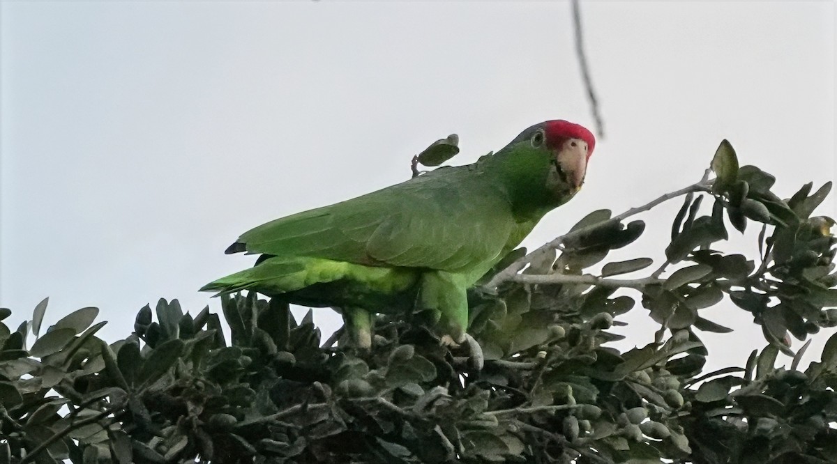 Amazone à joues vertes - ML645617895