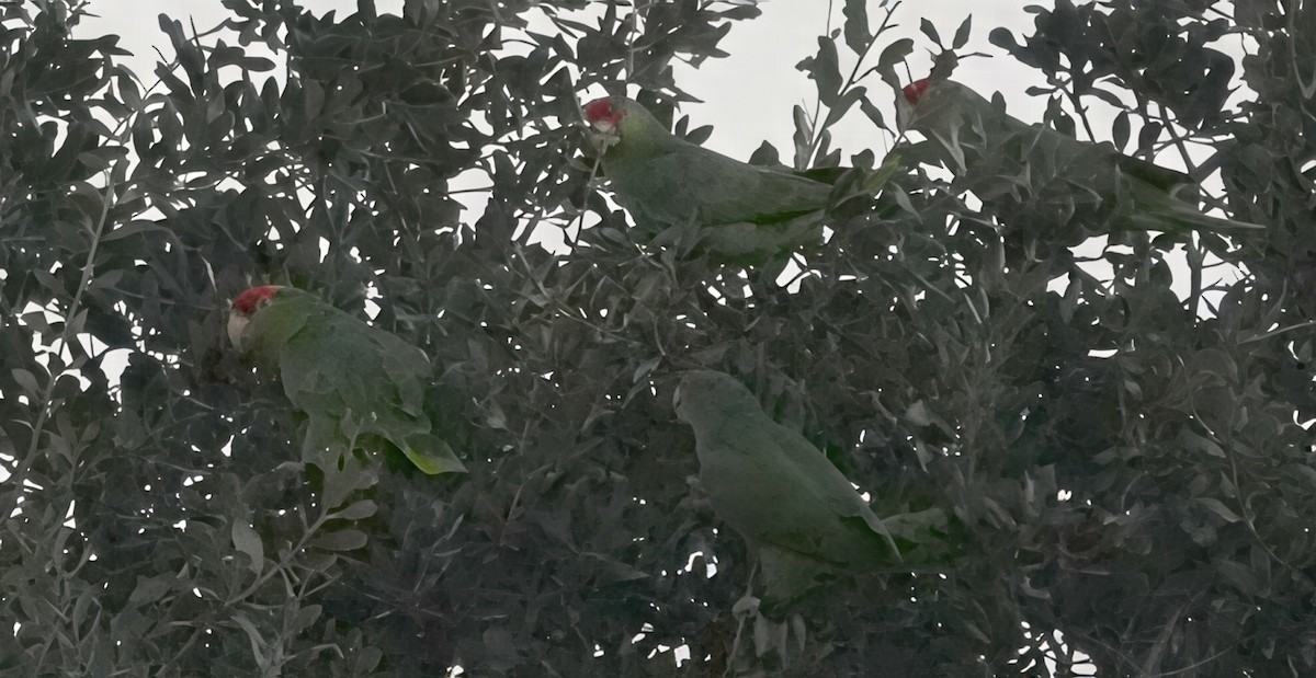 Amazone à joues vertes - ML645617896