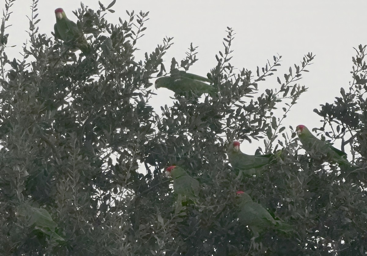 Amazone à joues vertes - ML645617897