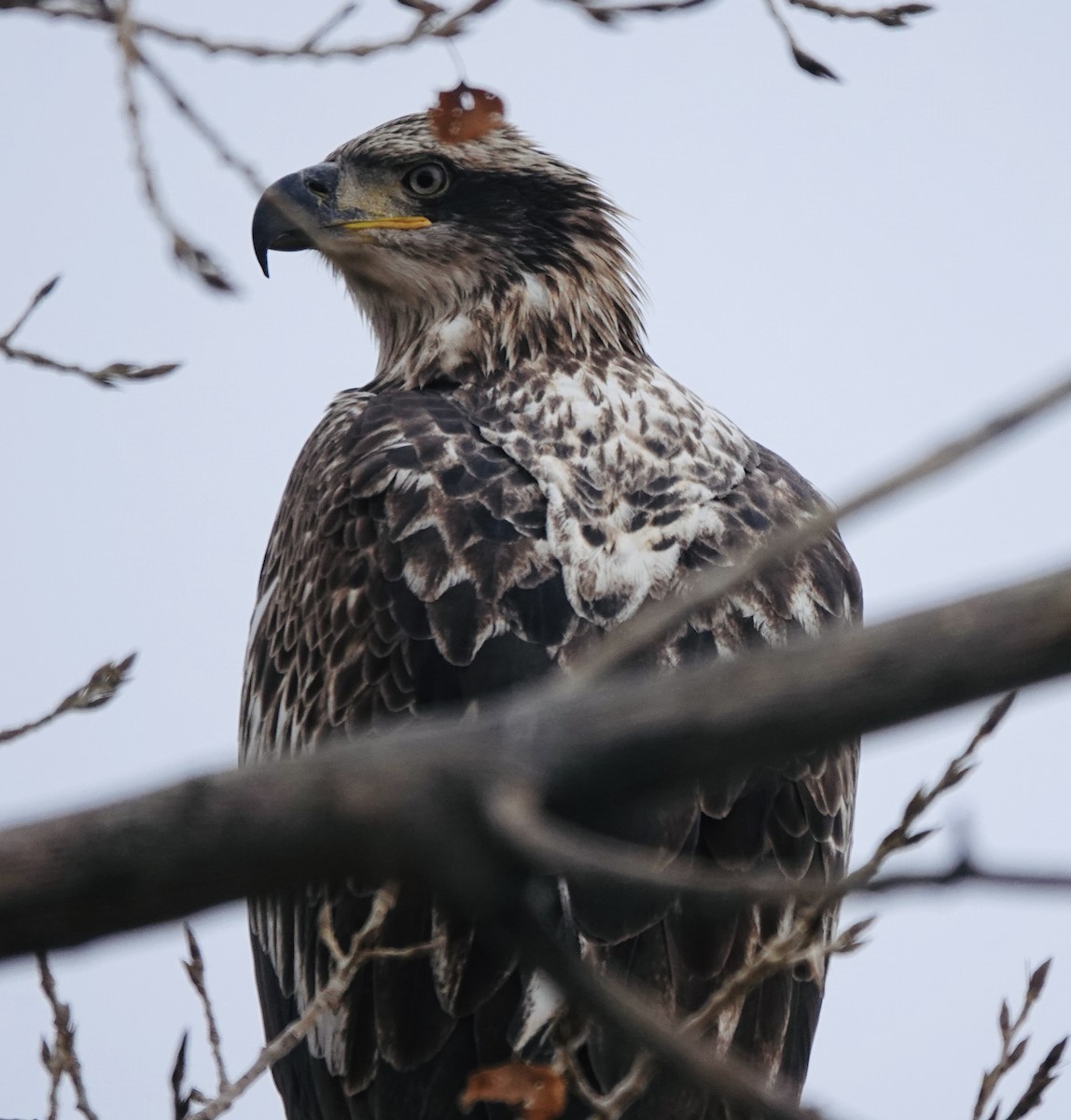 Pygargue à tête blanche - ML645617898