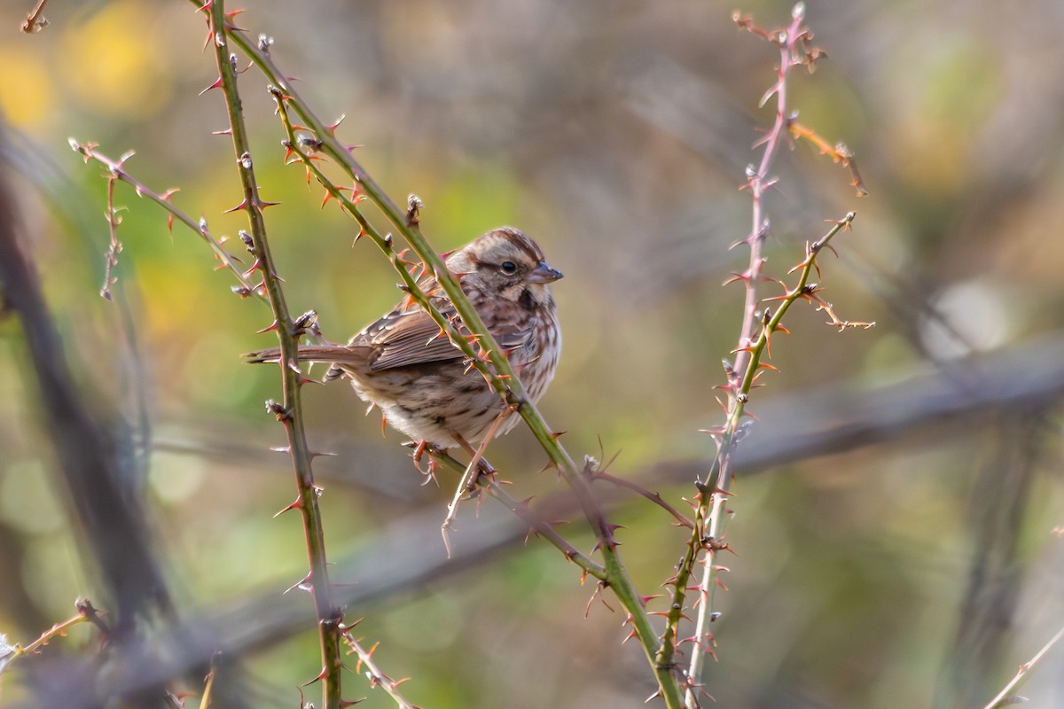 Bruant chanteur - ML645617901