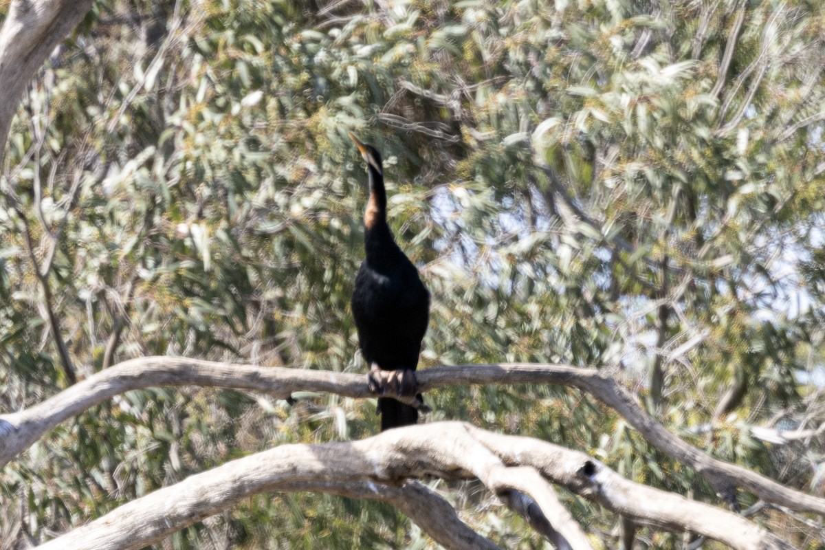 Anhinga d'Australie - ML645617903