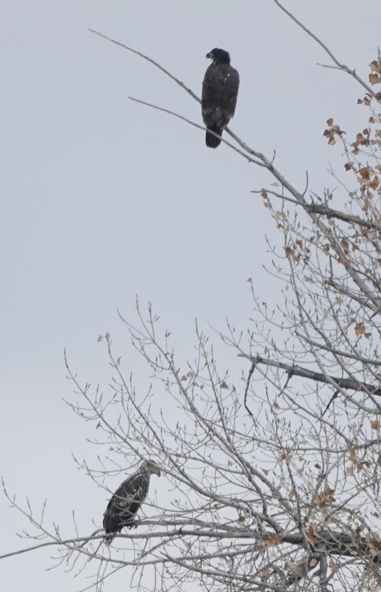 Pygargue à tête blanche - ML645617904