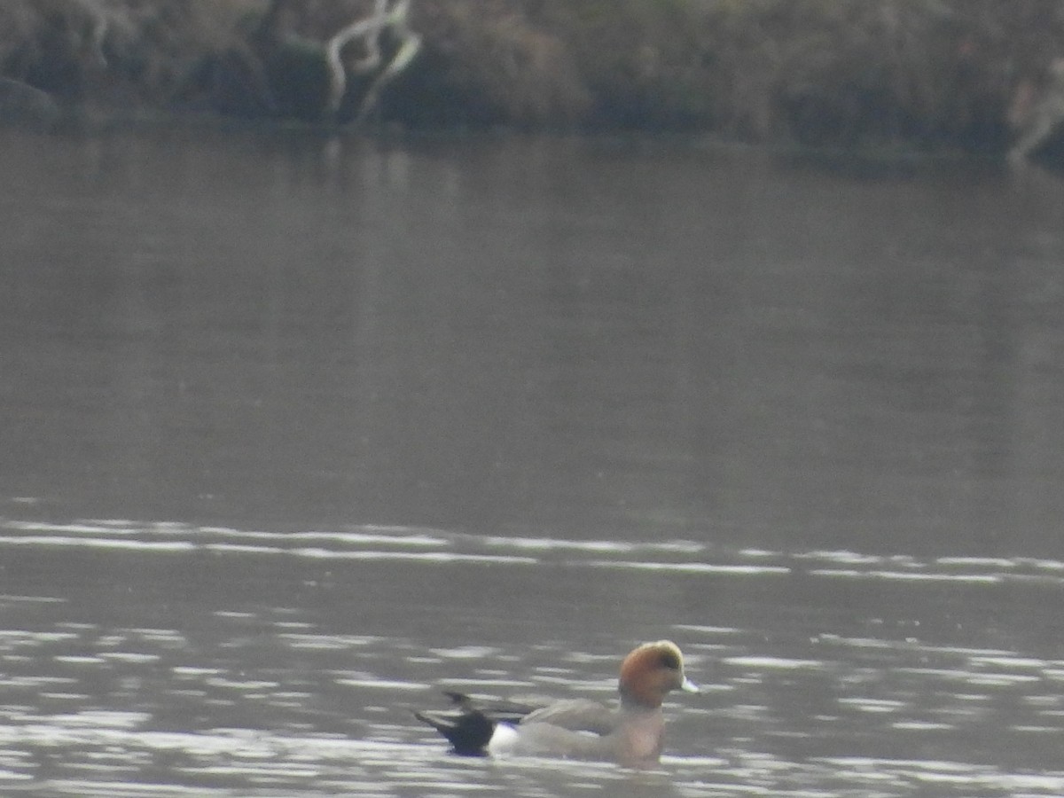 Eurasian x American Wigeon (hybrid) - ML645617906