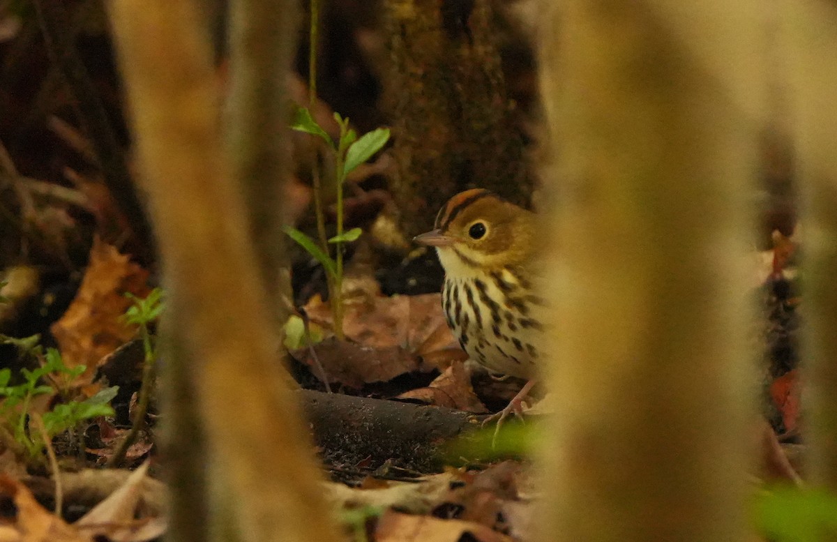 Paruline couronnée - ML645617907