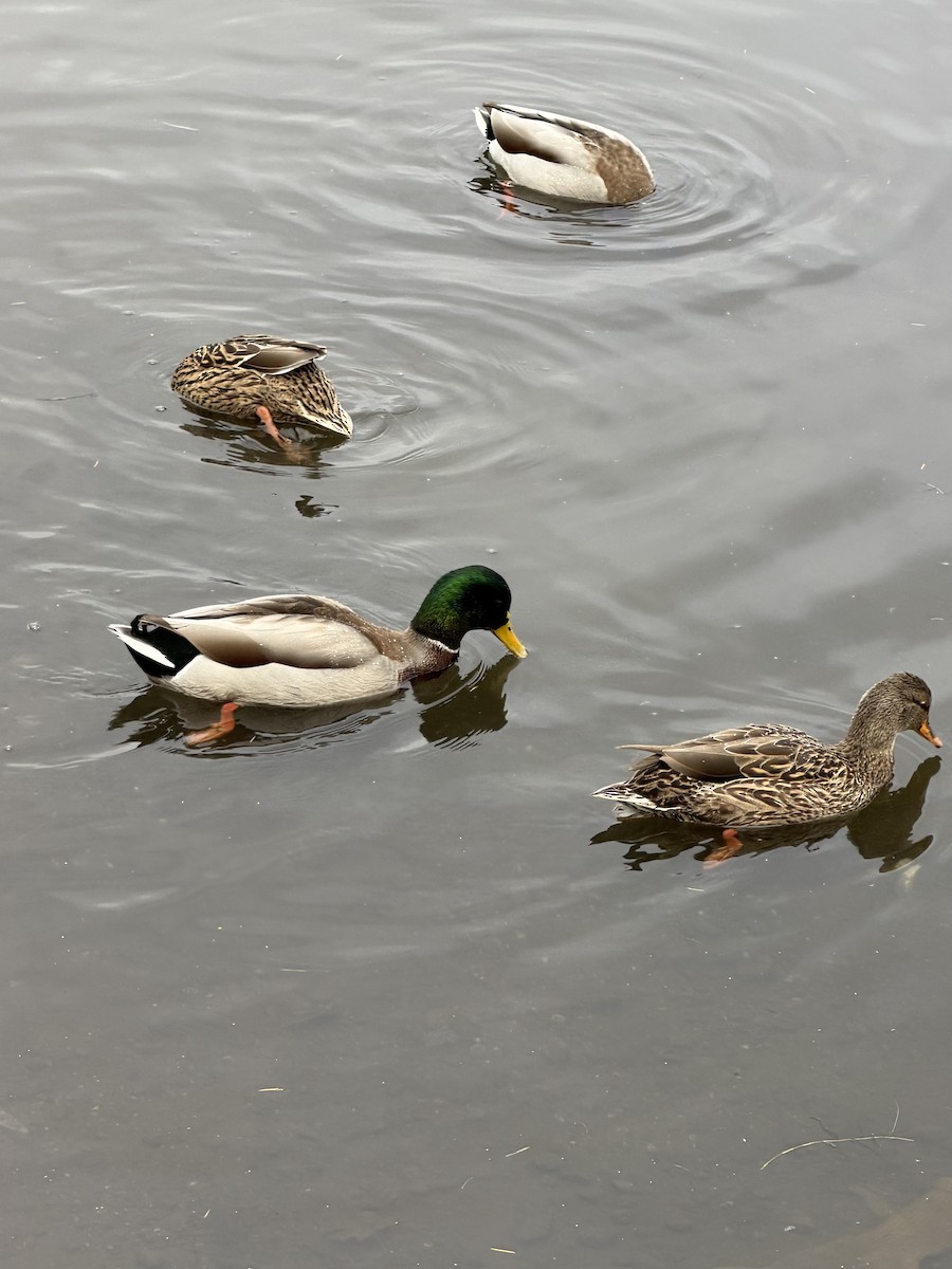 Canard colvert - ML645617908