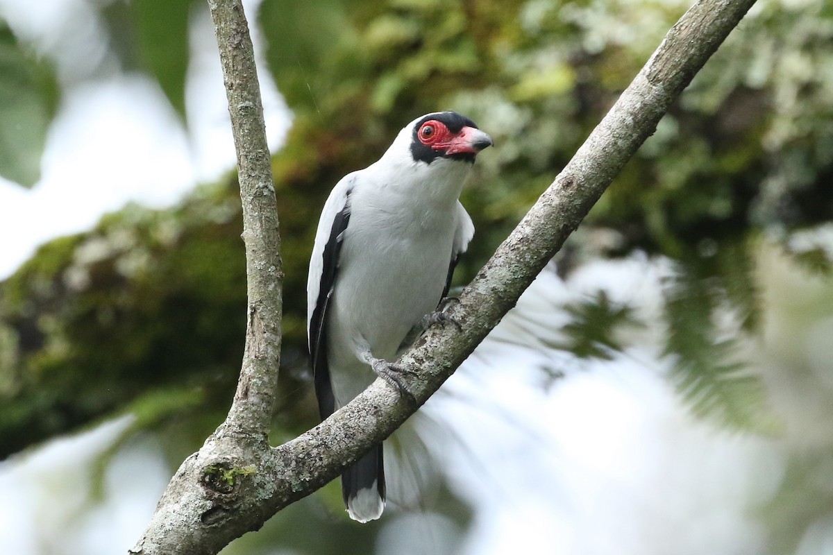 Tityre masqué - ML645617909