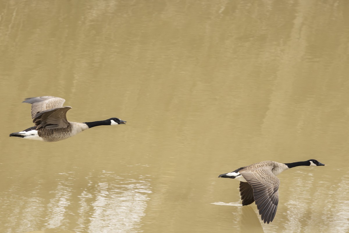 Bernache du Canada - ML645617910