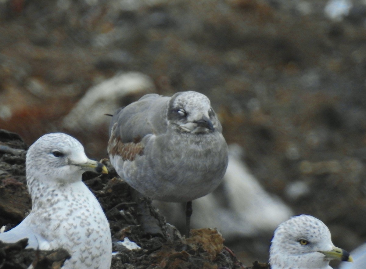 Mouette atricille - ML645617912