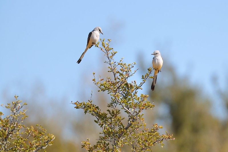 Tyran à longue queue - ML645617914