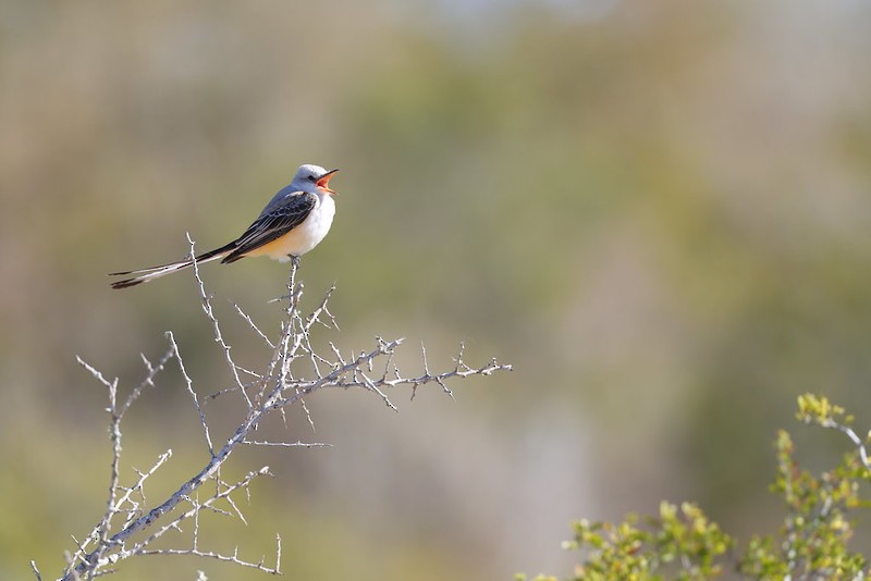 Tyran à longue queue - ML645617915