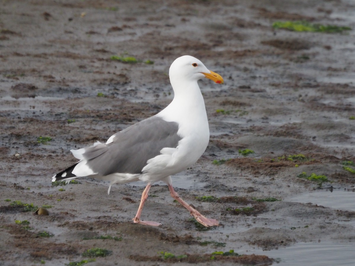 Goéland d'Audubon - ML645617916