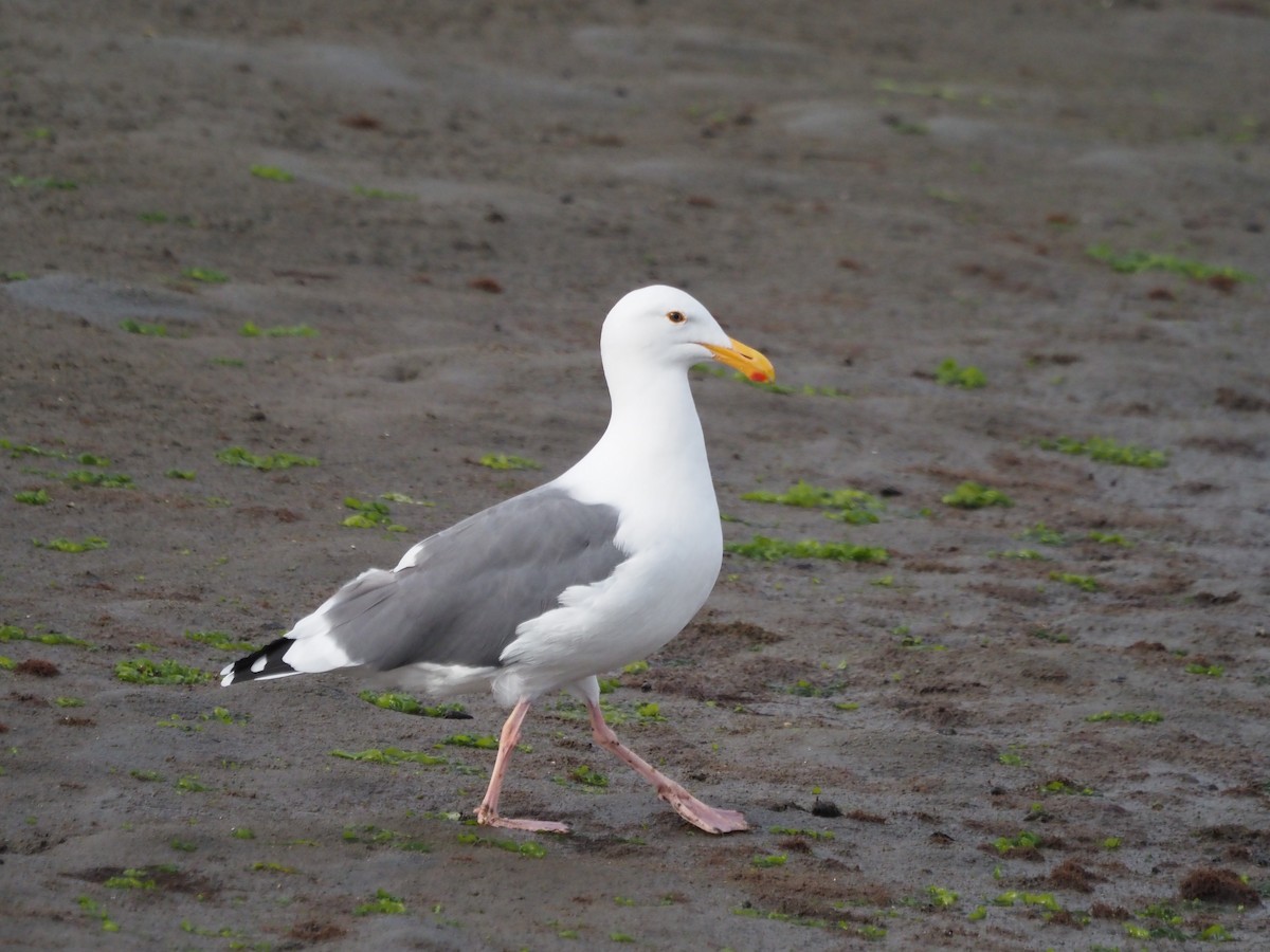 Goéland d'Audubon - ML645617917