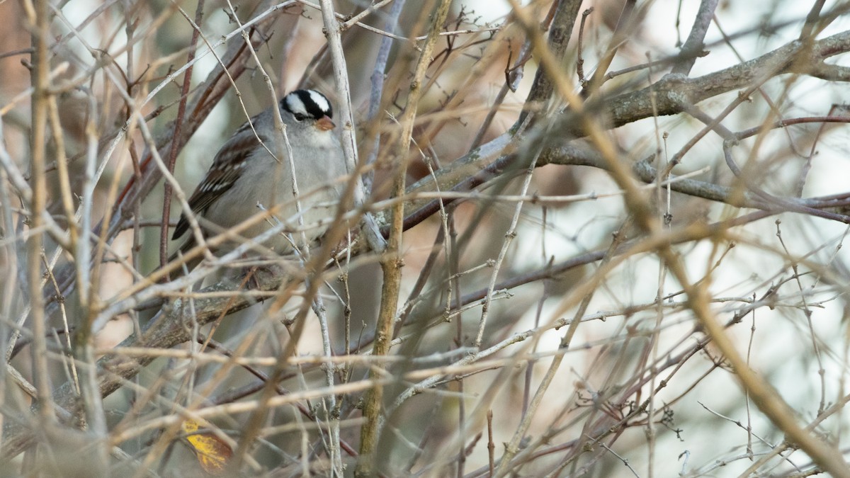 Bruant à couronne blanche - ML645617918