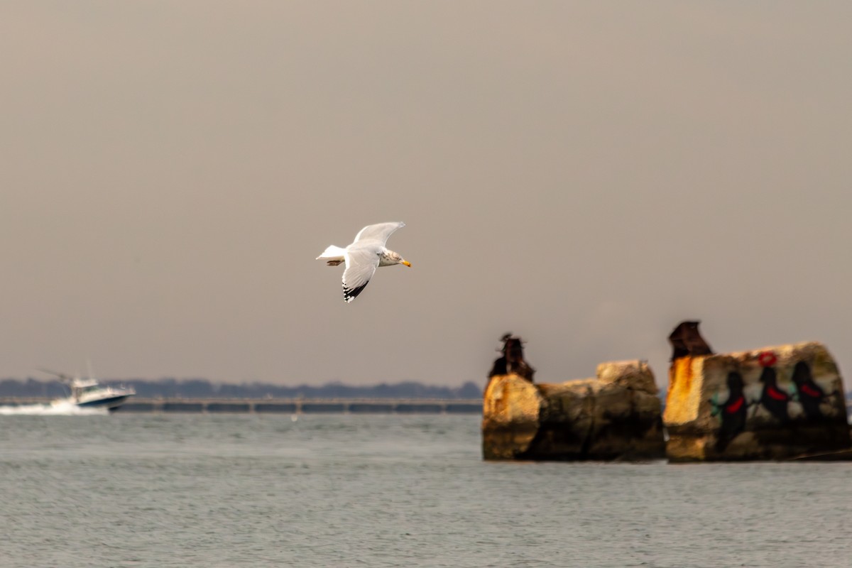 Goéland hudsonien - ML645617919