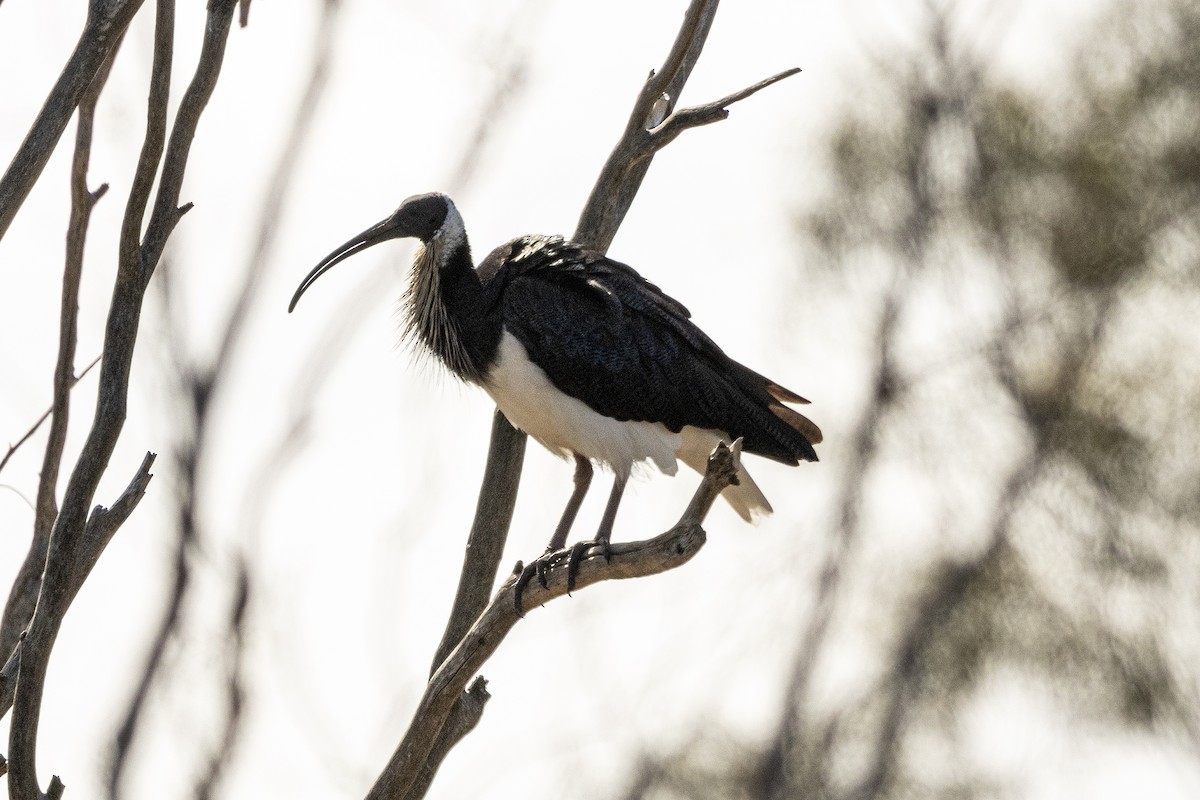 Ibis d'Australie - ML645617920