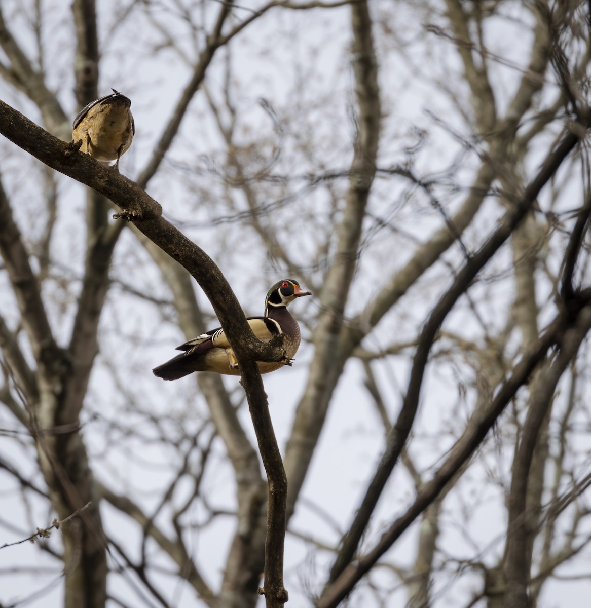 Canard branchu - ML645617921