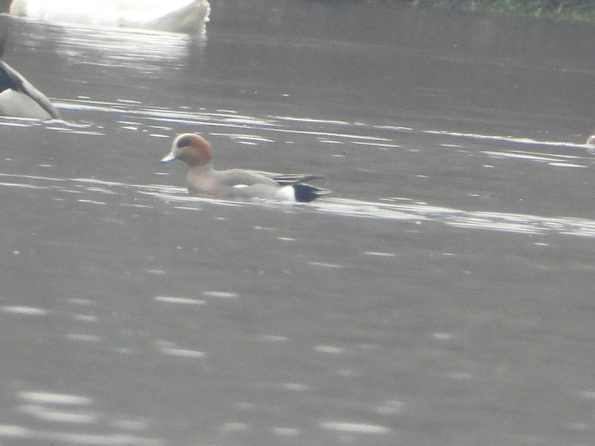 Eurasian x American Wigeon (hybrid) - ML645617922