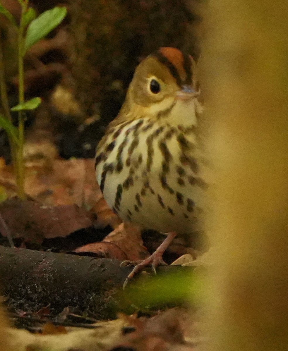 Paruline couronnée - ML645617923