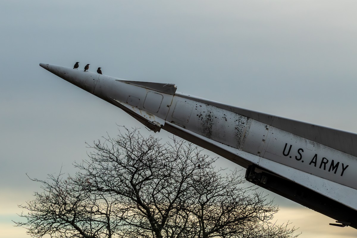 Étourneau sansonnet - ML645617924