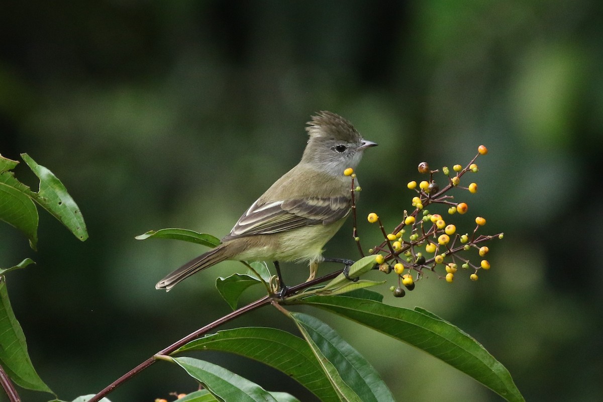 Élénie à ventre jaune - ML645617925