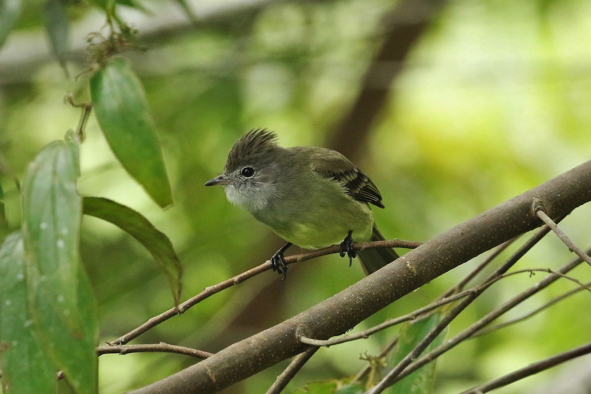 Élénie à ventre jaune - ML645617926