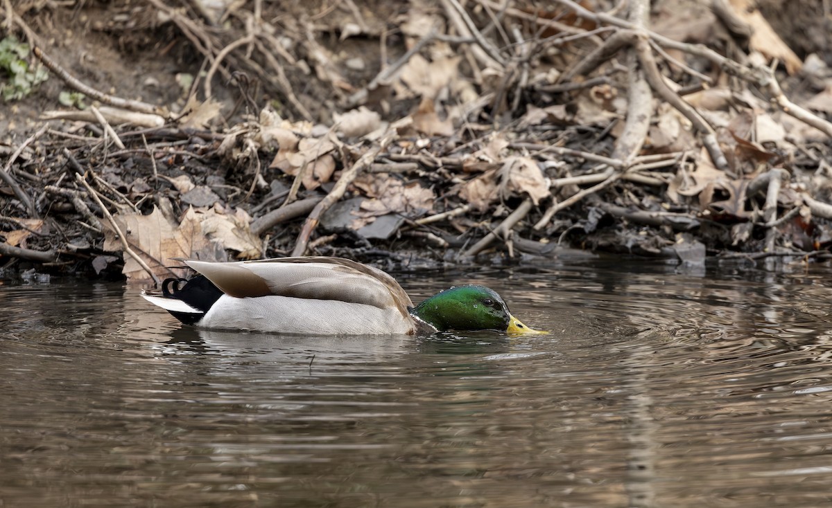Canard colvert - ML645617927