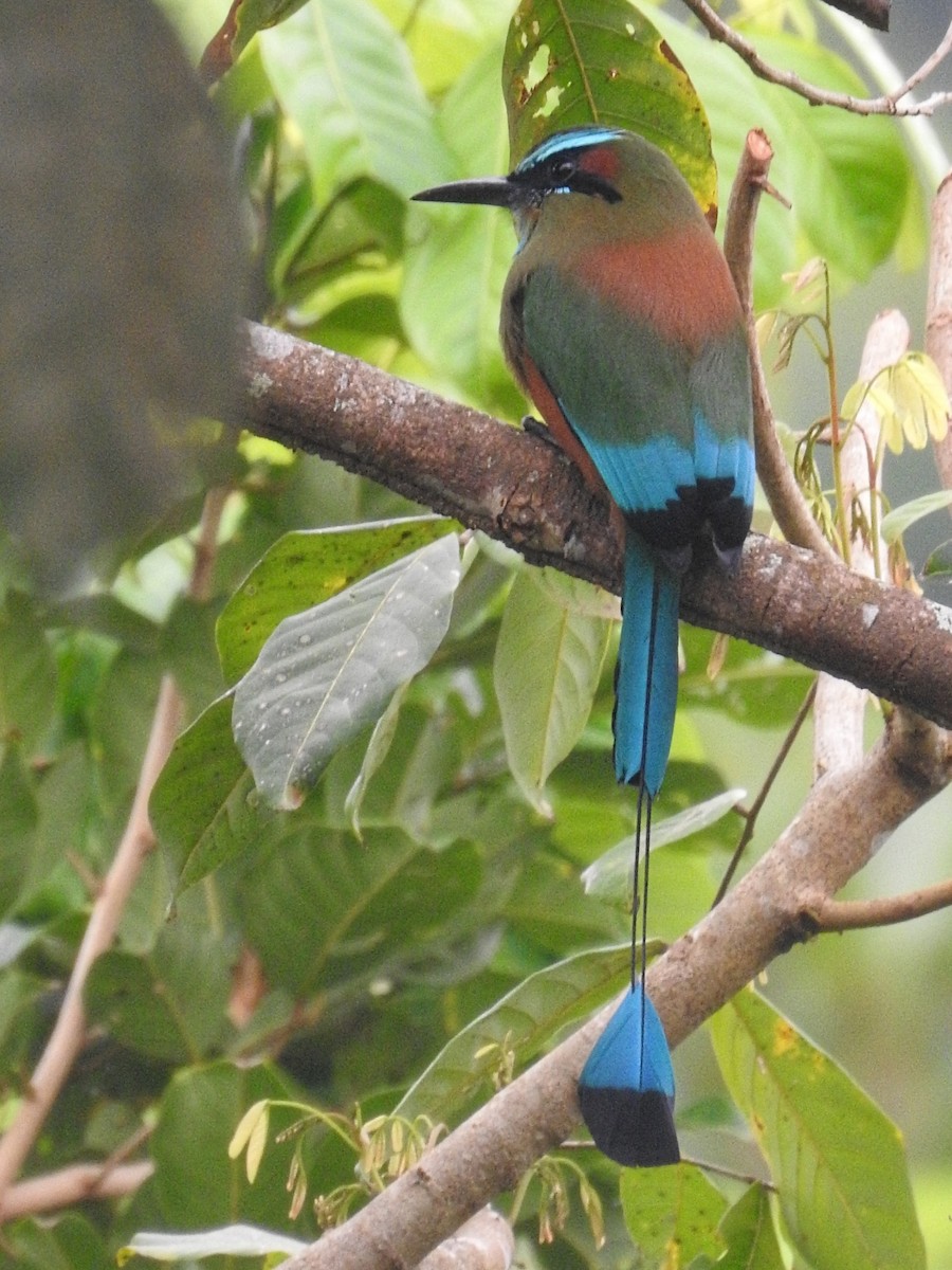 Момот рудочеревий - ML645617930