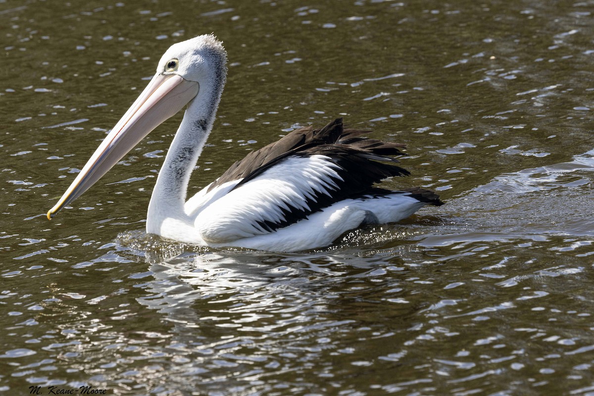 Pélican à lunettes - ML645617931