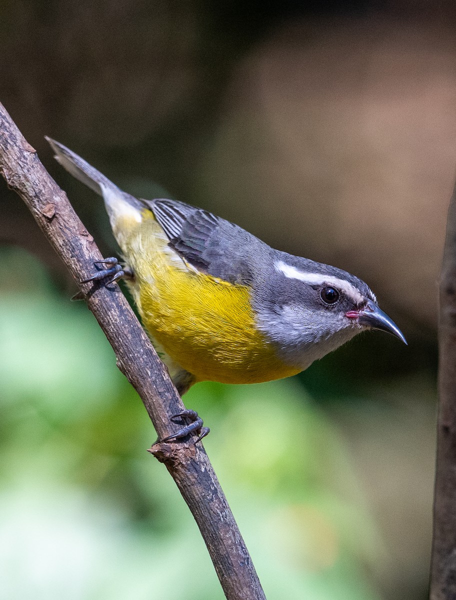 Bananaquit - ML645617933