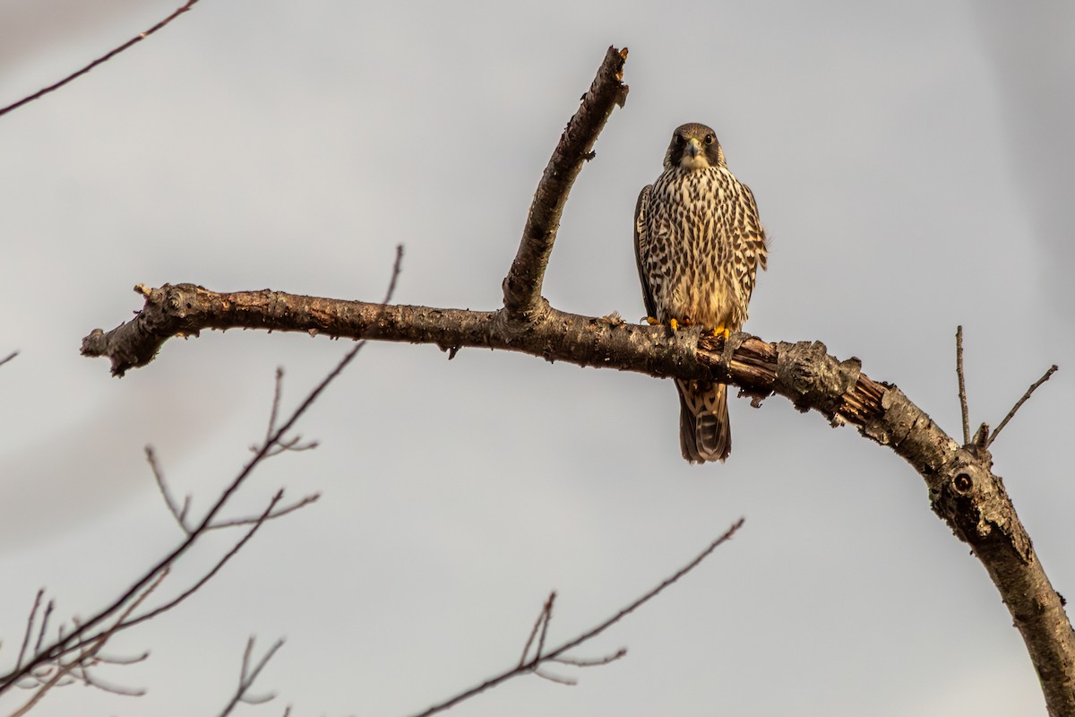 Peregrine Falcon - ML645617938