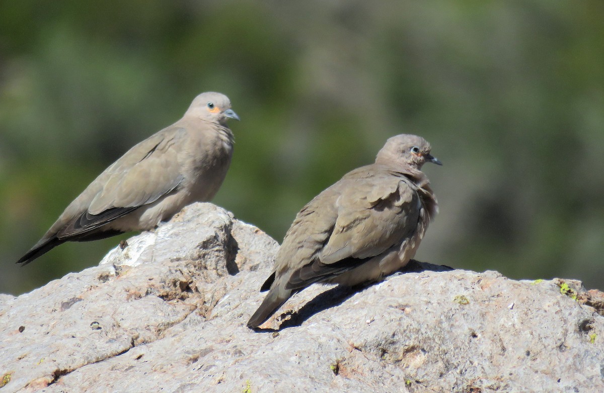 Black-winged Ground Dove - ML645617940