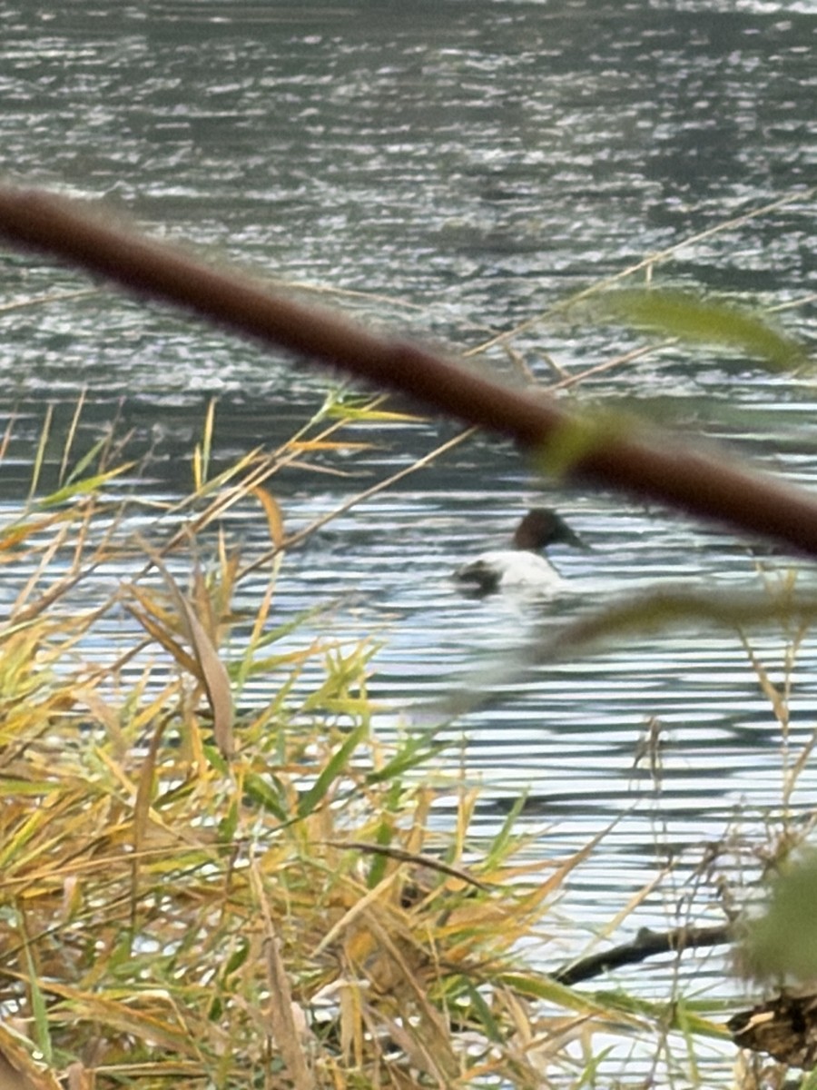 Murgilari bizkarzuria - ML645617954