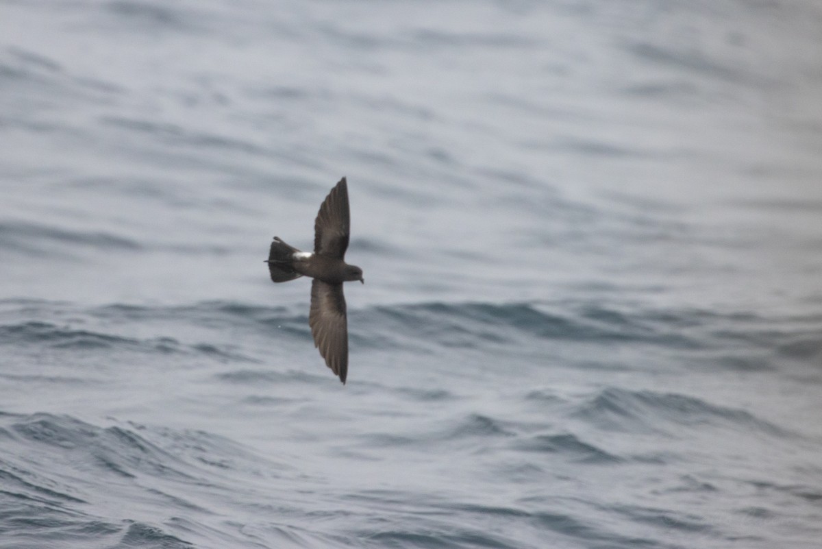 buřníček žlutonohý - ML645617957